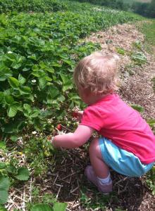 After music therapy, Charlie and I went strawberry picking. 